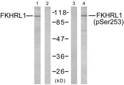 Western Blot: FOXO3 [p Ser253] Antibody [NB100-81929]